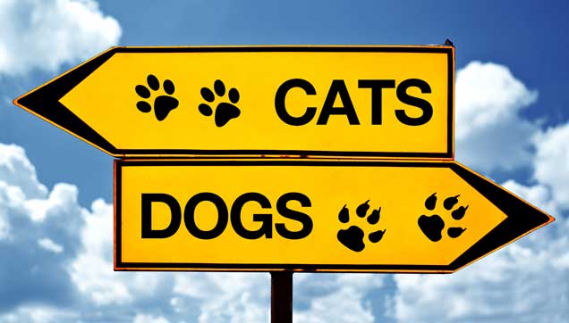 Teaching Style: Are You a Cat or Dog?