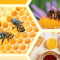 Virtual Field Trips: Honey Bees