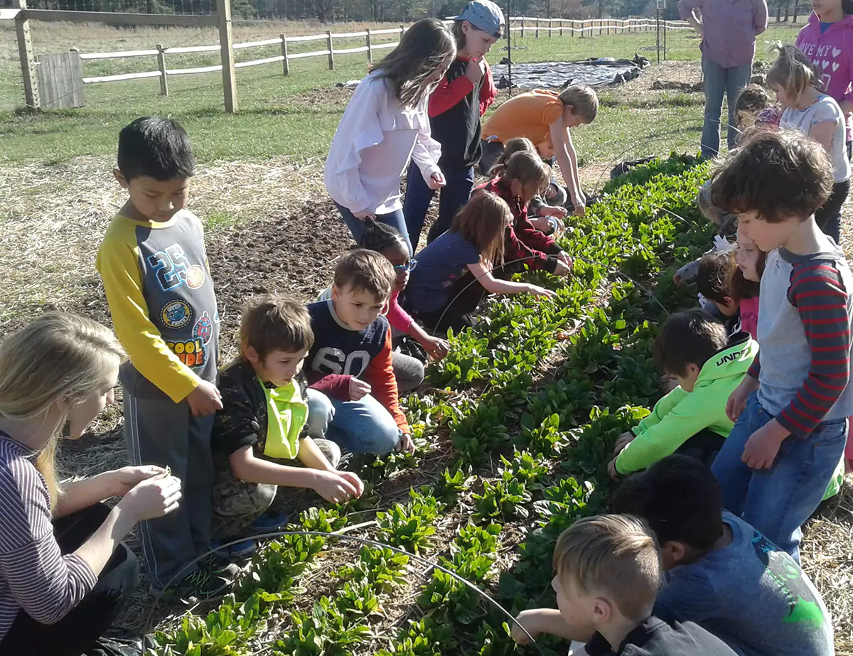 Elementary-age students are tending to an outdoor garden.